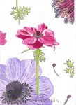 tekening van anemonen, acrylverf en pen op papier
