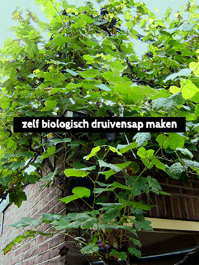 zelf biologisch druivensap maken, foto van druivenstruik