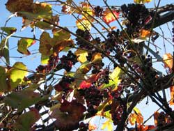 foto van een druivenstruik