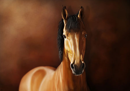 bruin paard, illustratie Tessa van Balen