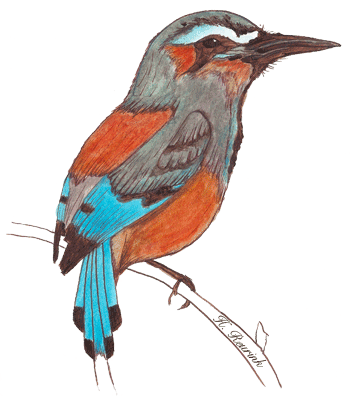 illustratie van een Motmot vogel